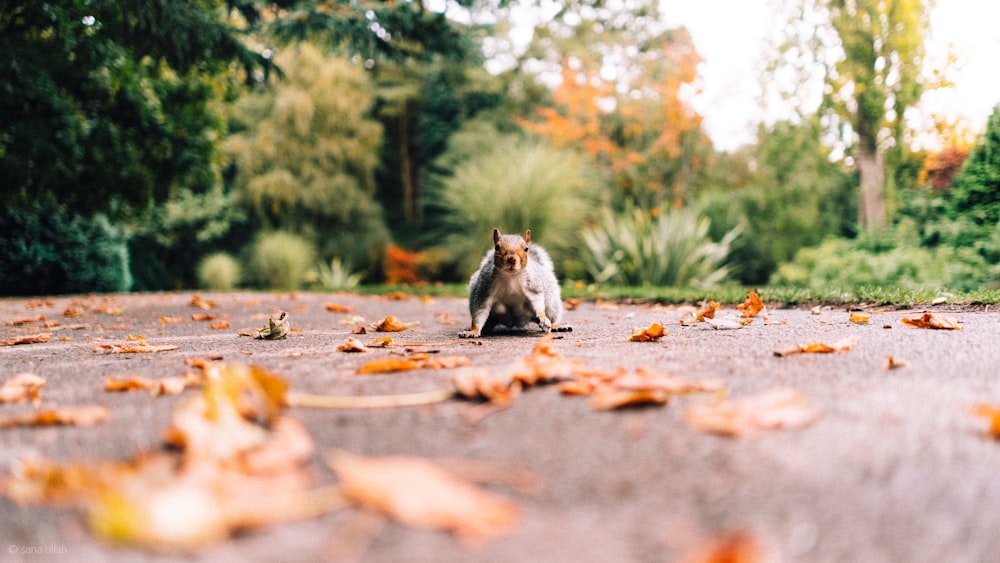 gray squirrel on brown leaves during daytime