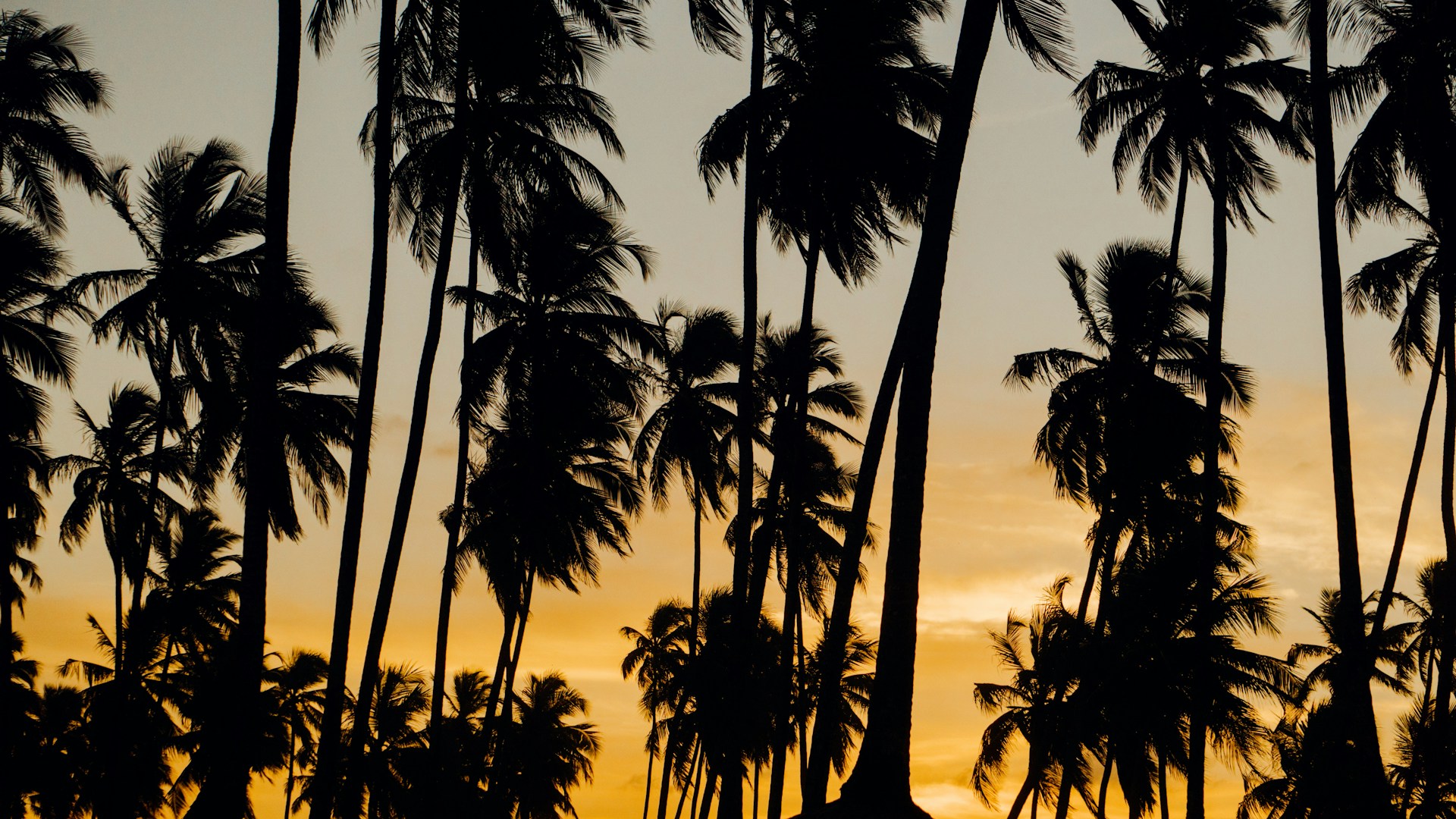 silhouette of coconut palm trees during sunset