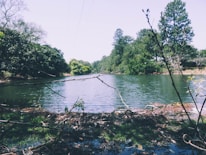 A serene landscape showing a clean water source surrounded by greenery.