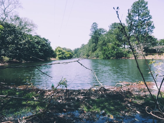 A serene landscape featuring a clear water source surrounded by greenery.