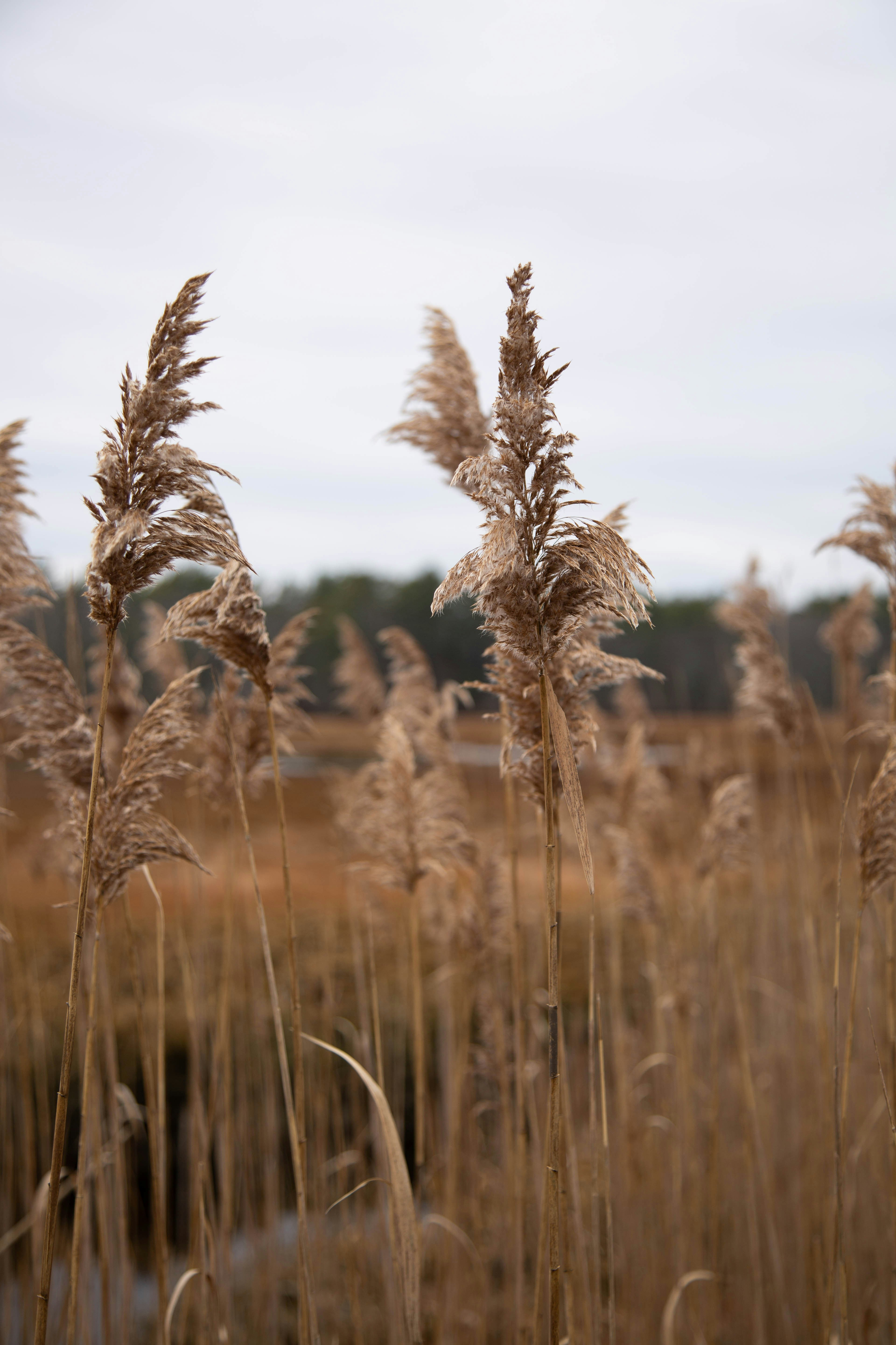 brown wheat field during daytime