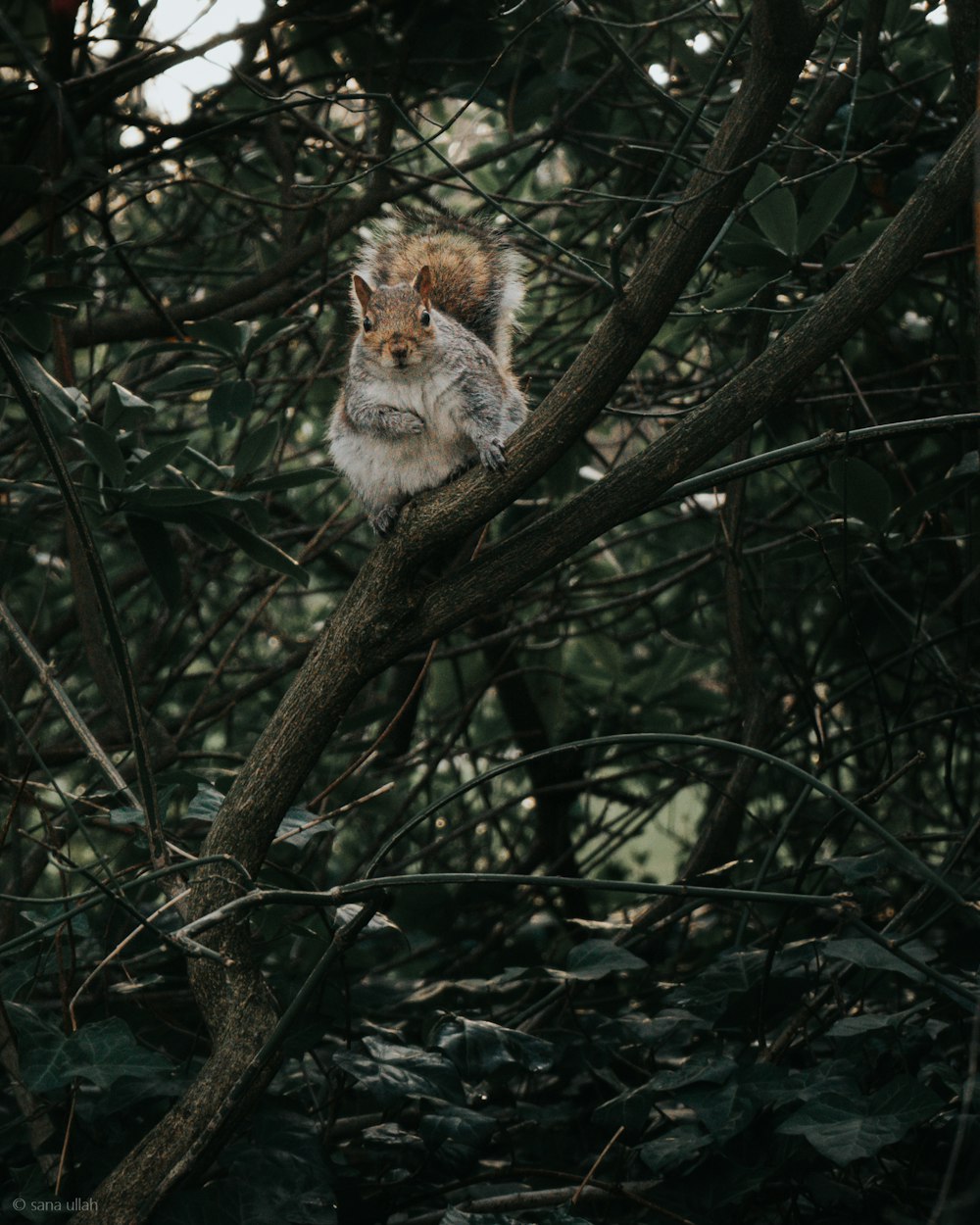 hibou blanc et brun sur une branche d’arbre brune pendant la journée