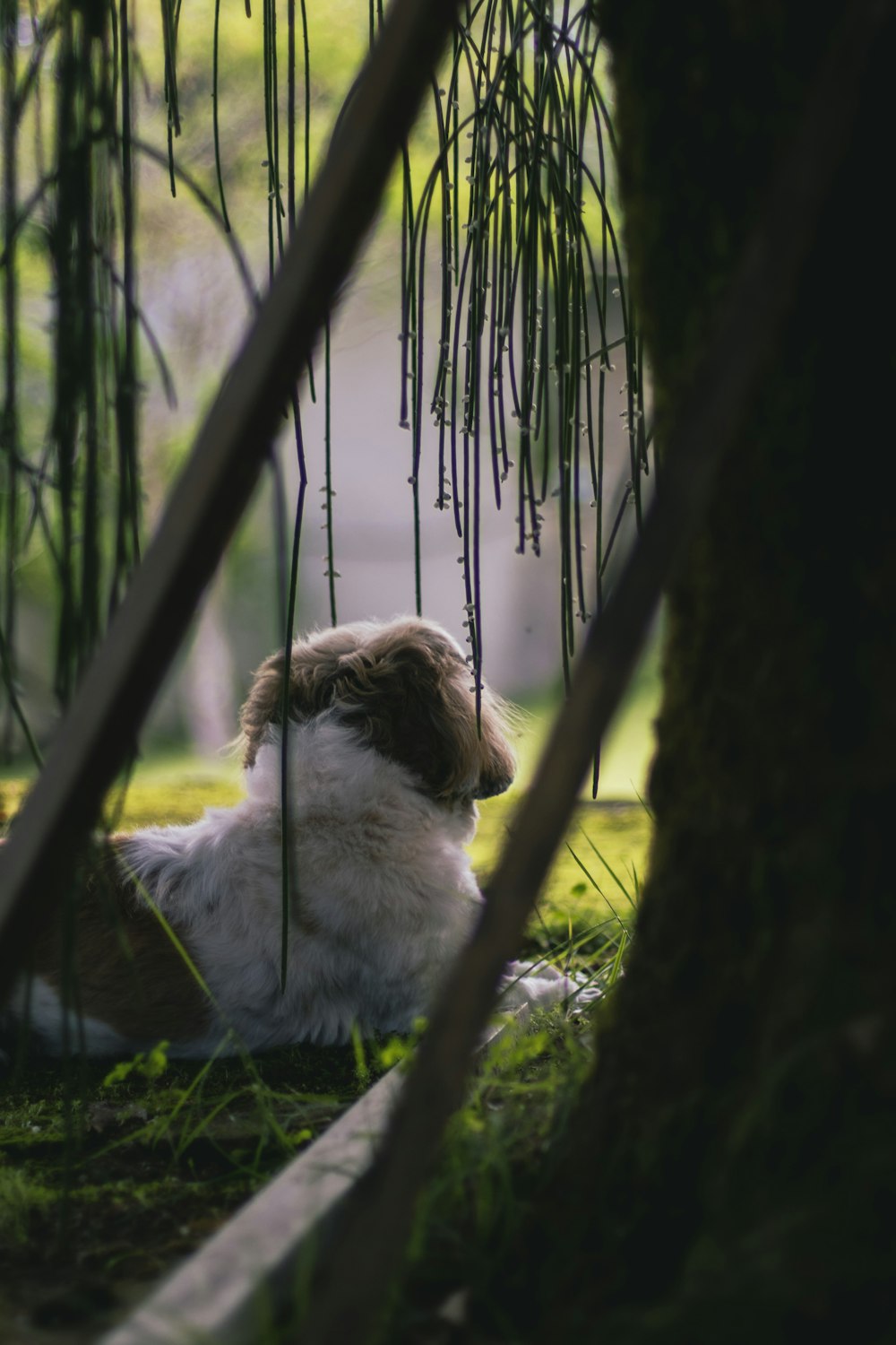 white and brown long coated dog on green grass