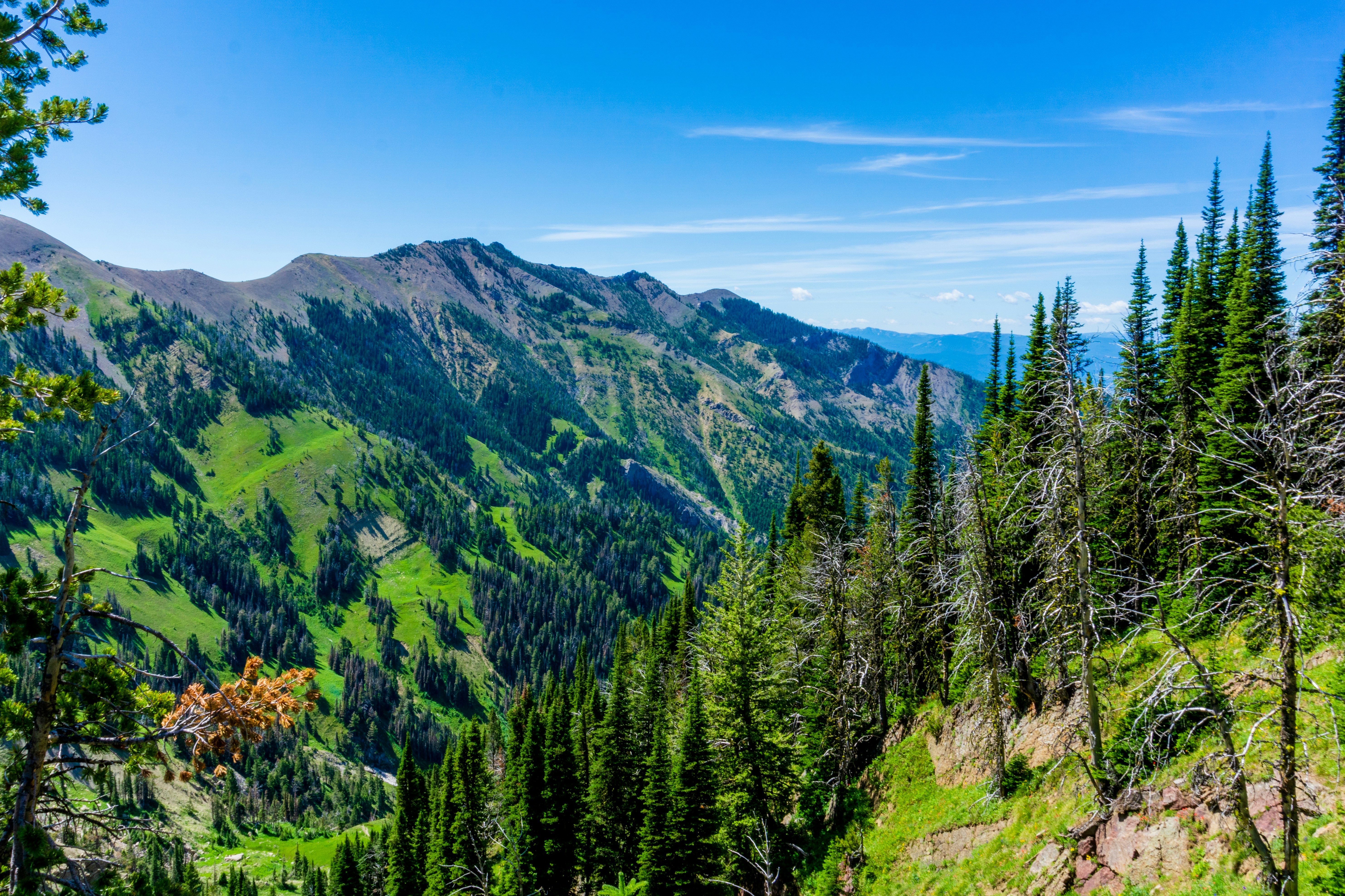green pine trees on mountain under blue sky during daytimeby Trevor Vannoy