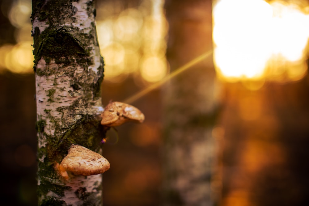 brown and white mushroom on brown tree trunk