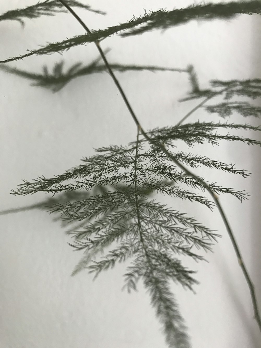 green plant on white wall