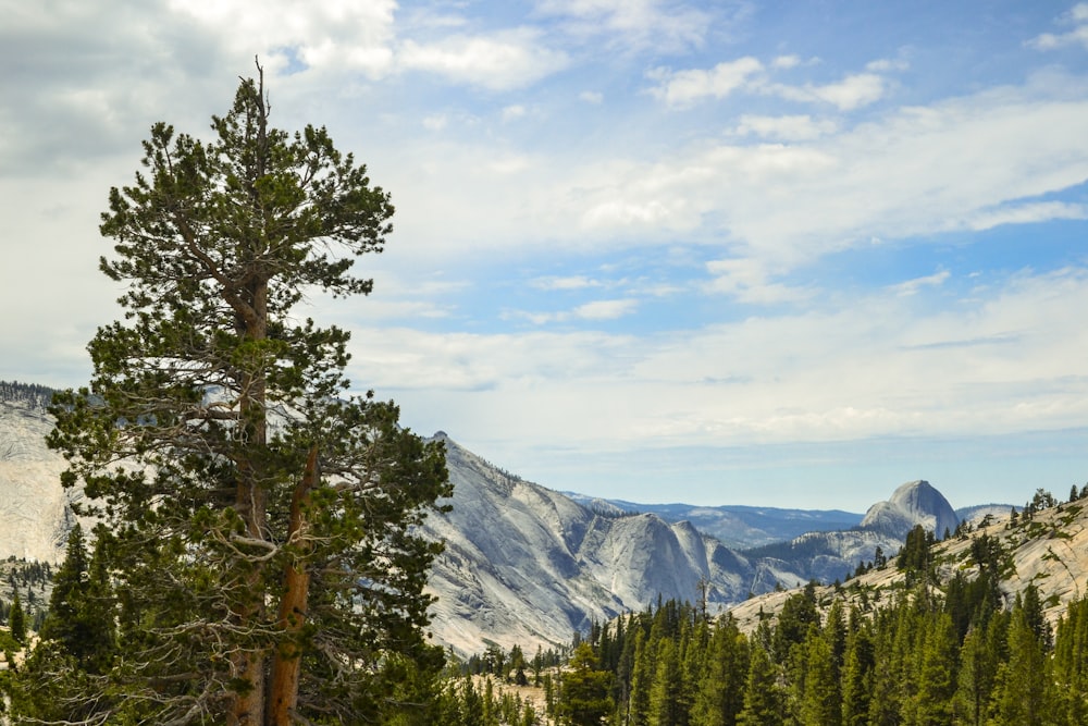 green pine trees near mountain under white clouds during daytime