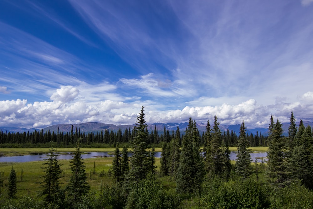 green pine trees under blue sky during daytime