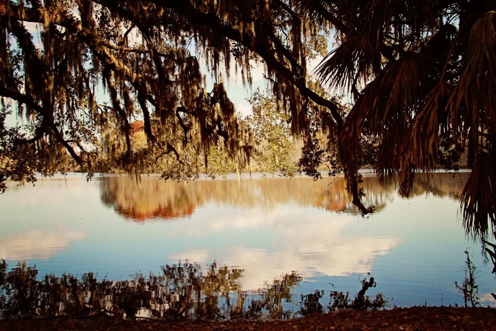 brown trees near body of water during daytime