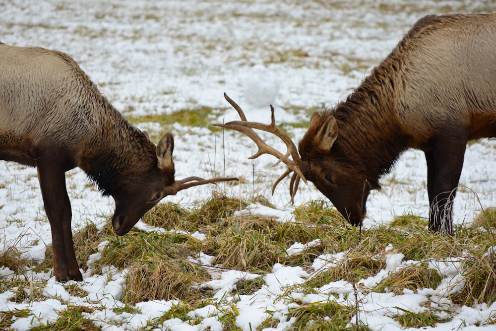 brown deer on white snow covered ground during daytime