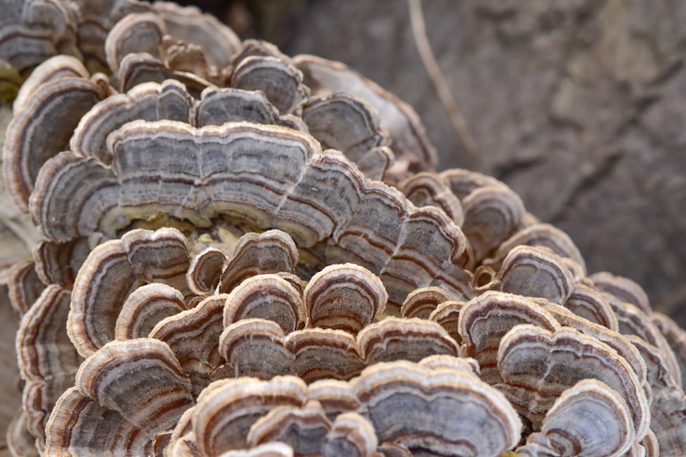 brown and white mushrooms on ground