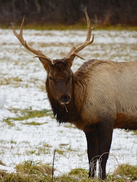 A detailed print of a majestic elk standing in a snow-dusted pine forest at dawn.