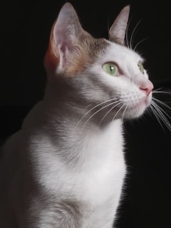 A white cat with brown patches on its ears and head is captured in profile against a dark background. Its fur is smooth and well-groomed. The cat has striking green eyes and is gazing attentively into the distance.