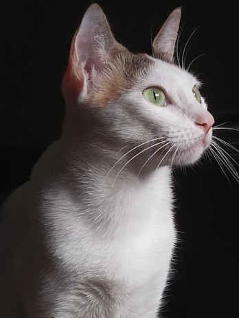 A white cat with brown patches on its ears and head is captured in profile against a dark background. Its fur is smooth and well-groomed. The cat has striking green eyes and is gazing attentively into the distance.