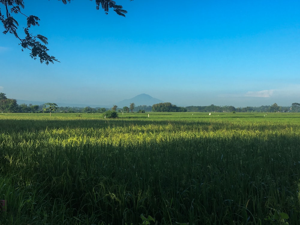 green grass field near mountain under blue sky during daytime