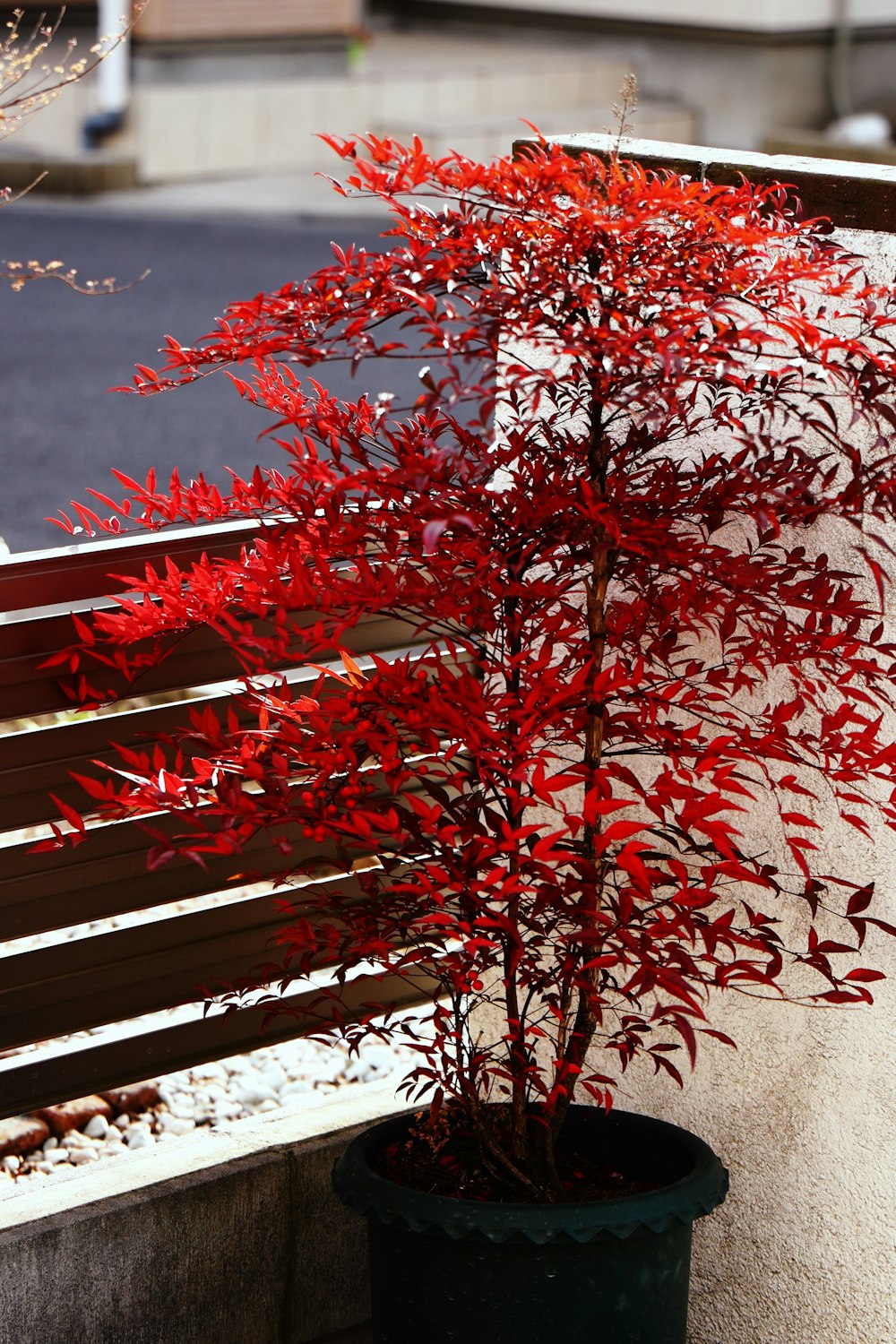 red leaves on brown wooden fence