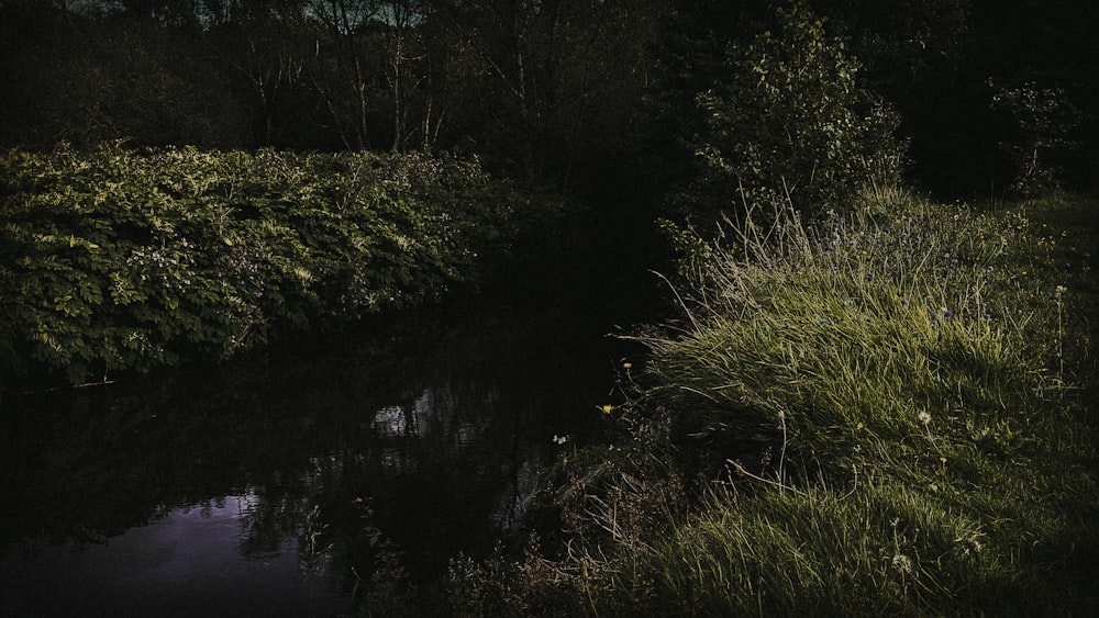 green grass and trees beside river