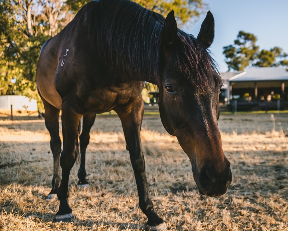 brown horse on brown field during daytime