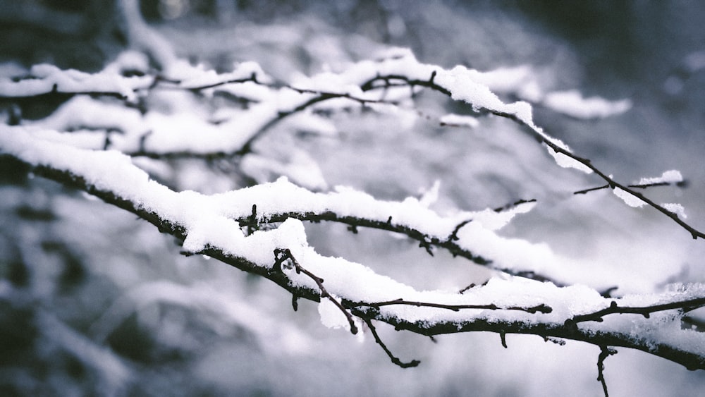 snow covered tree branch during daytime