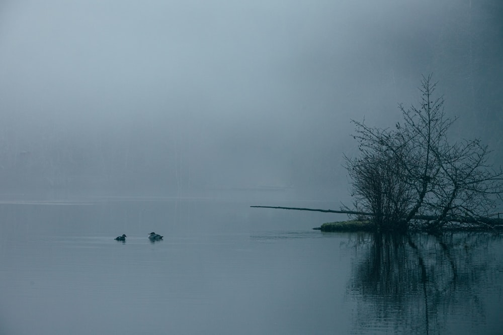 black duck on body of water during foggy weather