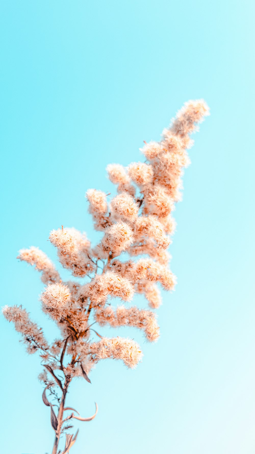 white and brown tree under blue sky during daytime