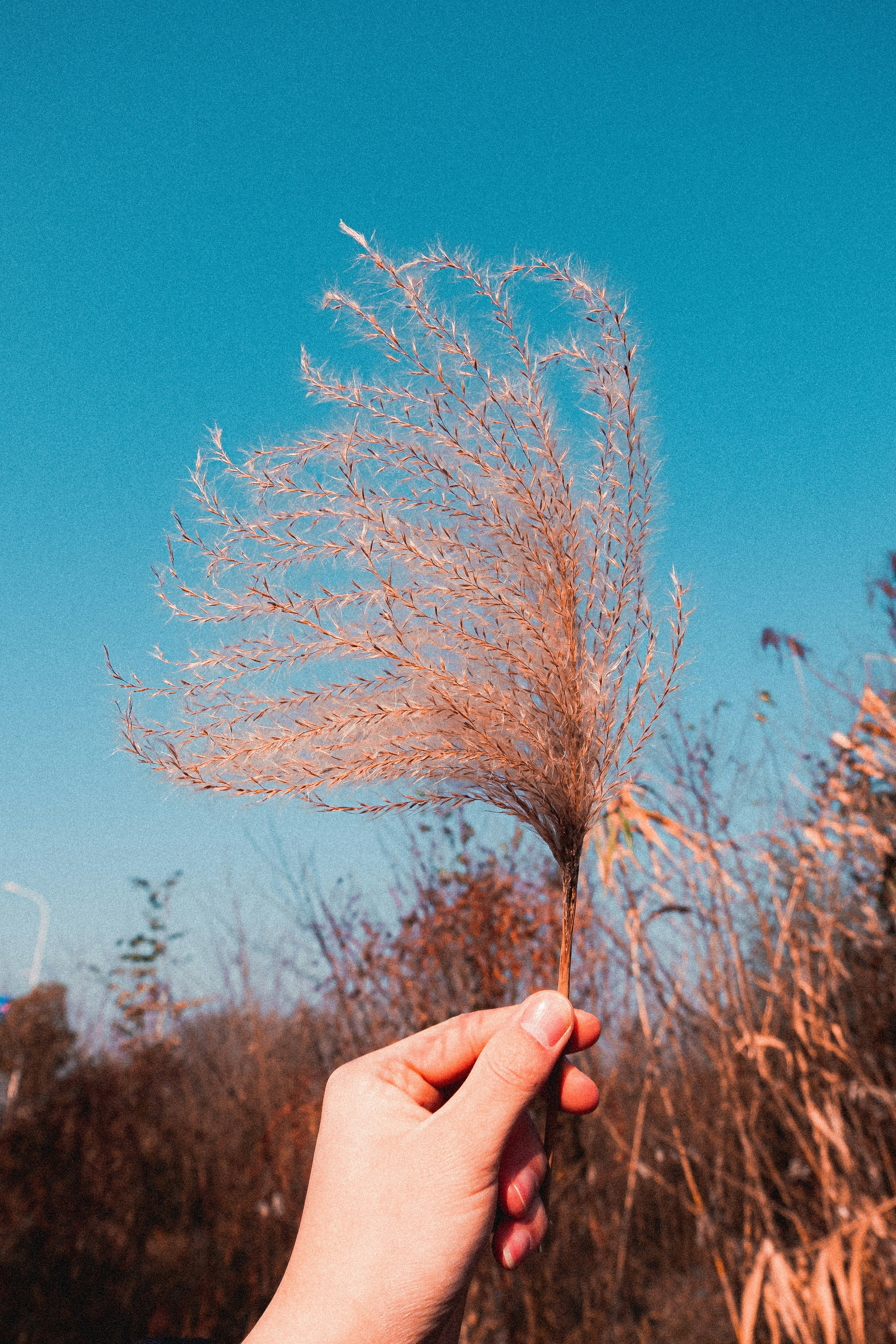 Photo by xiexianghua