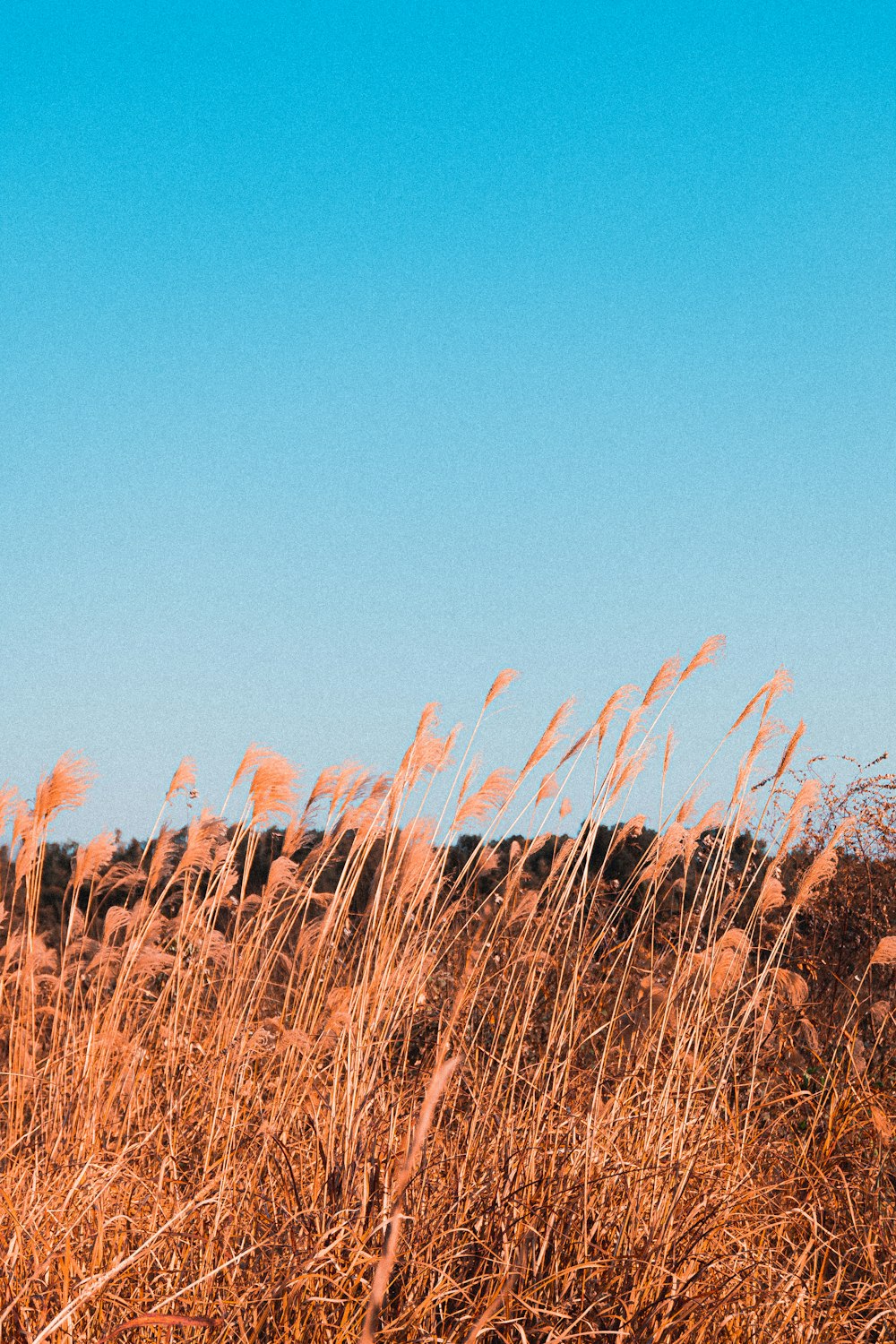 brown grass field under blue sky during daytime