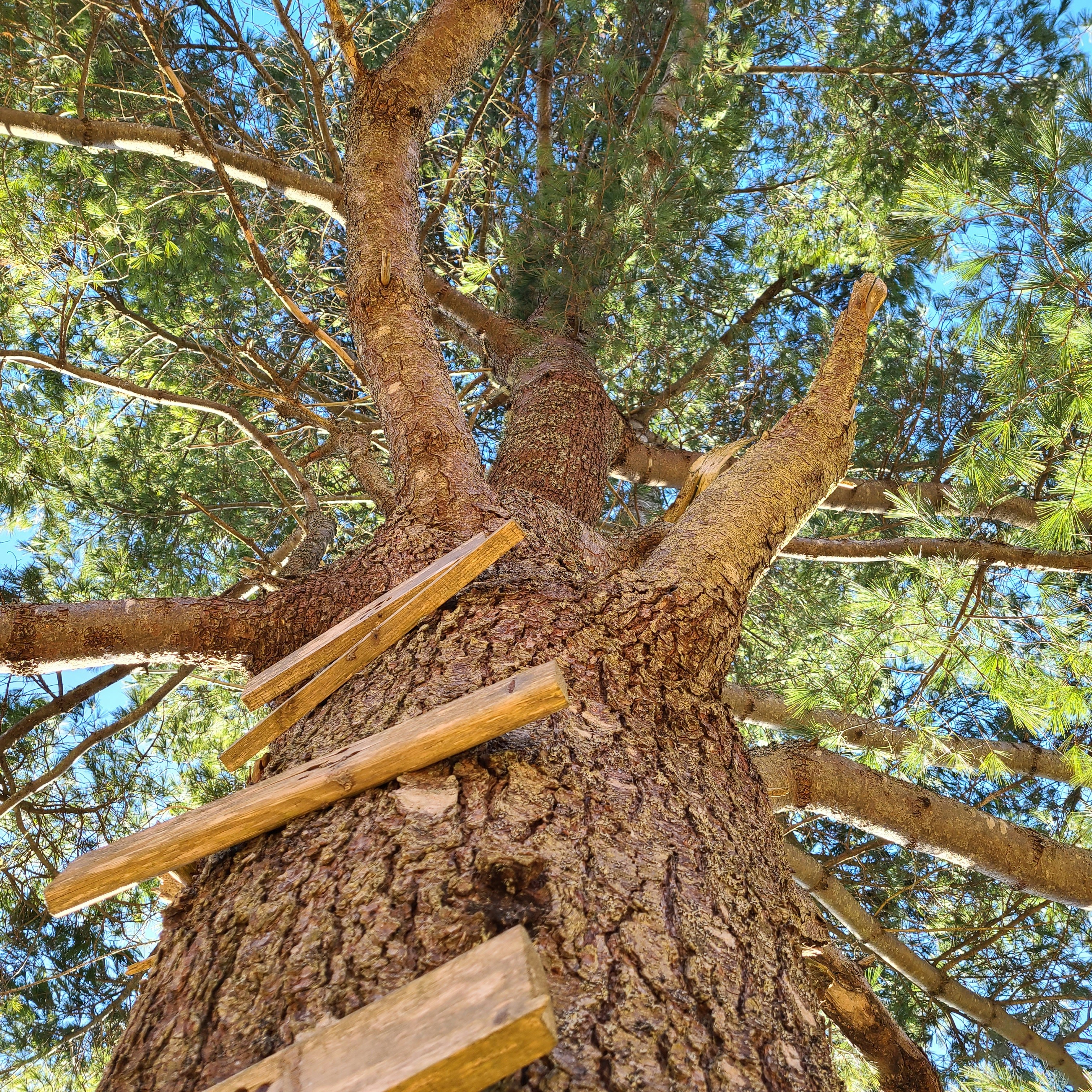 나무에 올라가는 꿈의 의미와 해석, 그리고 다양한 꿈풀이 가이드