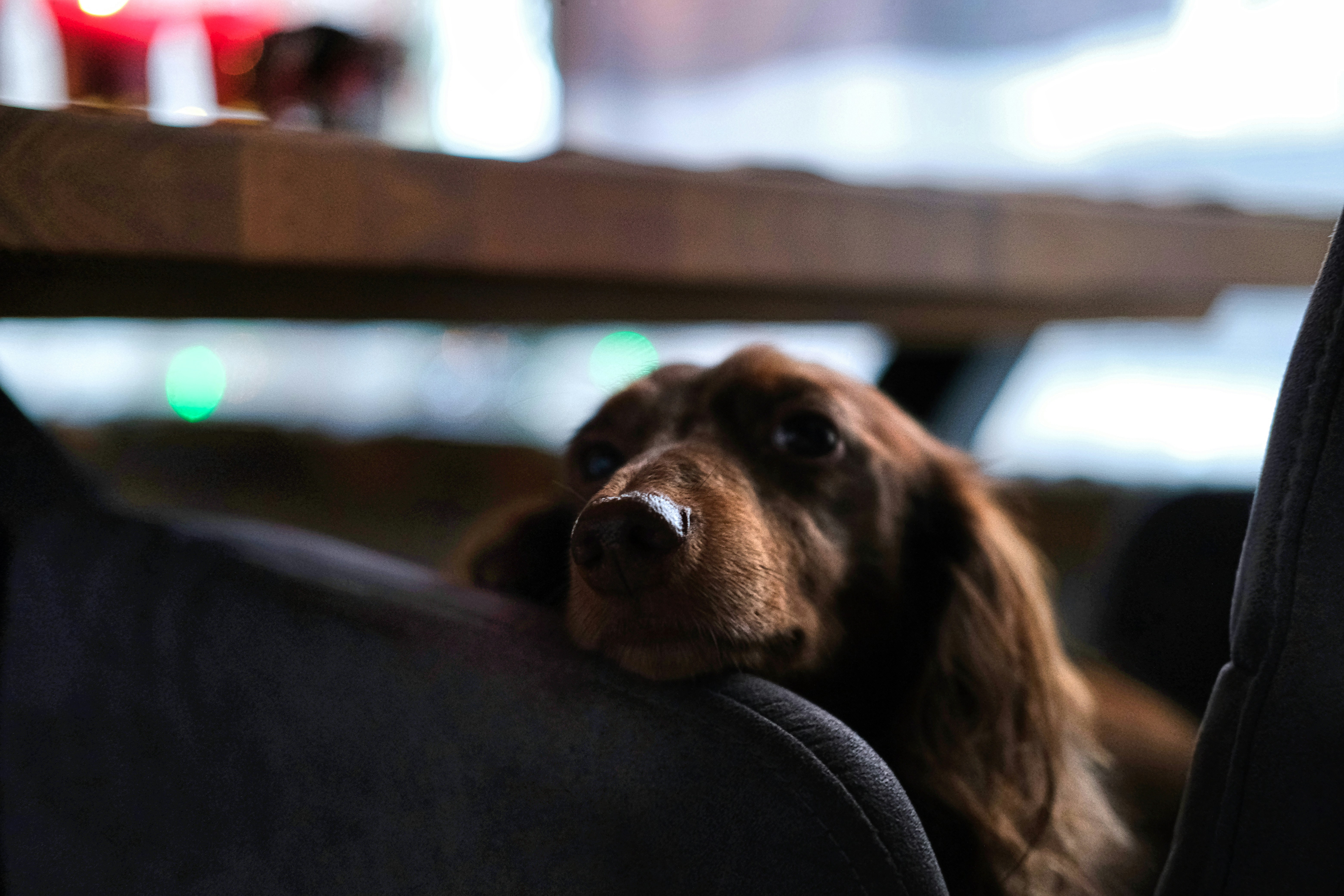 brown short coated dog lying on black textile
