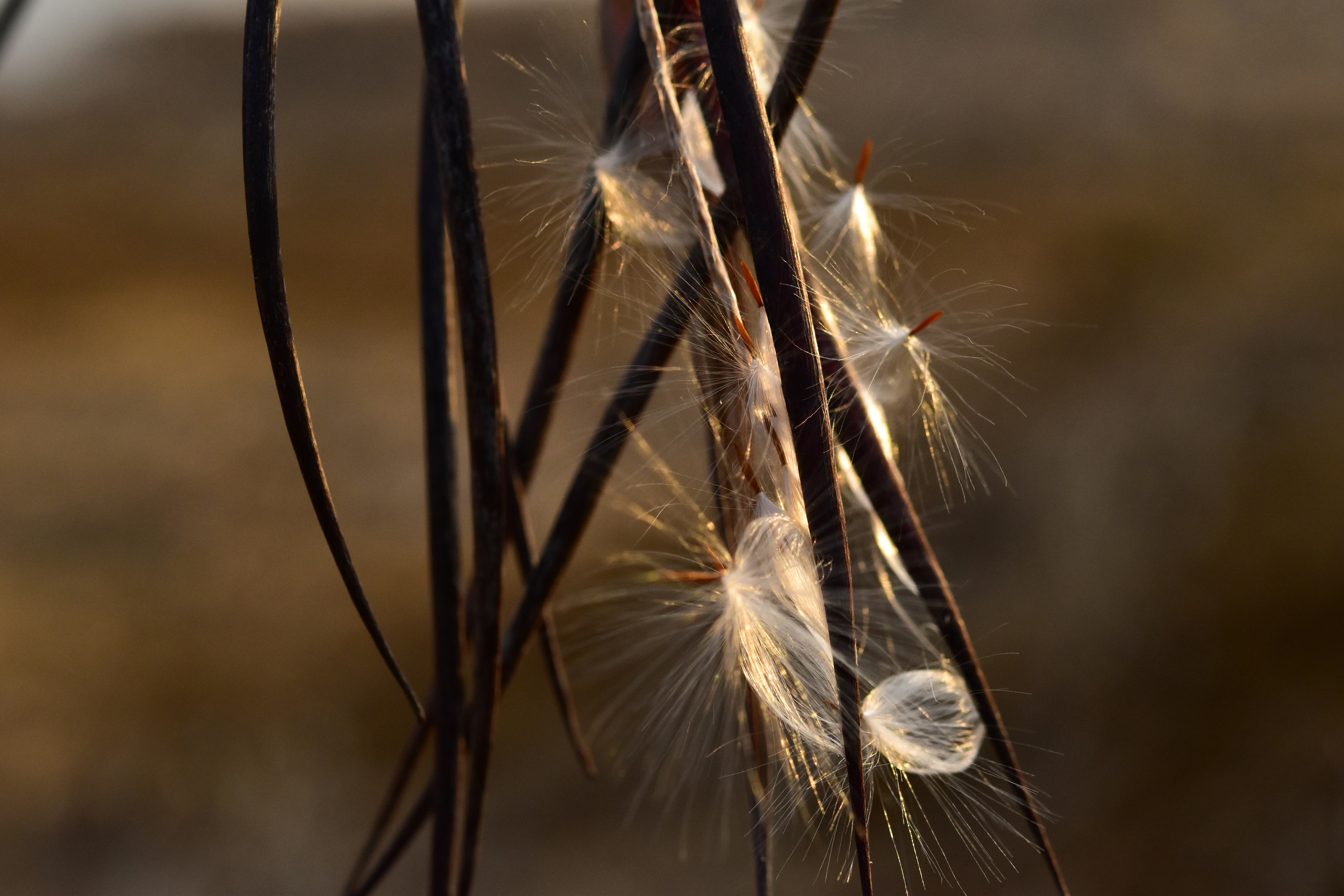Photo by jasonmphoto