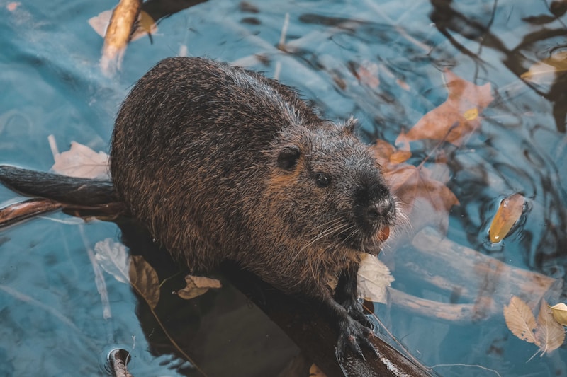 castor, brown rodent on brown tree branch