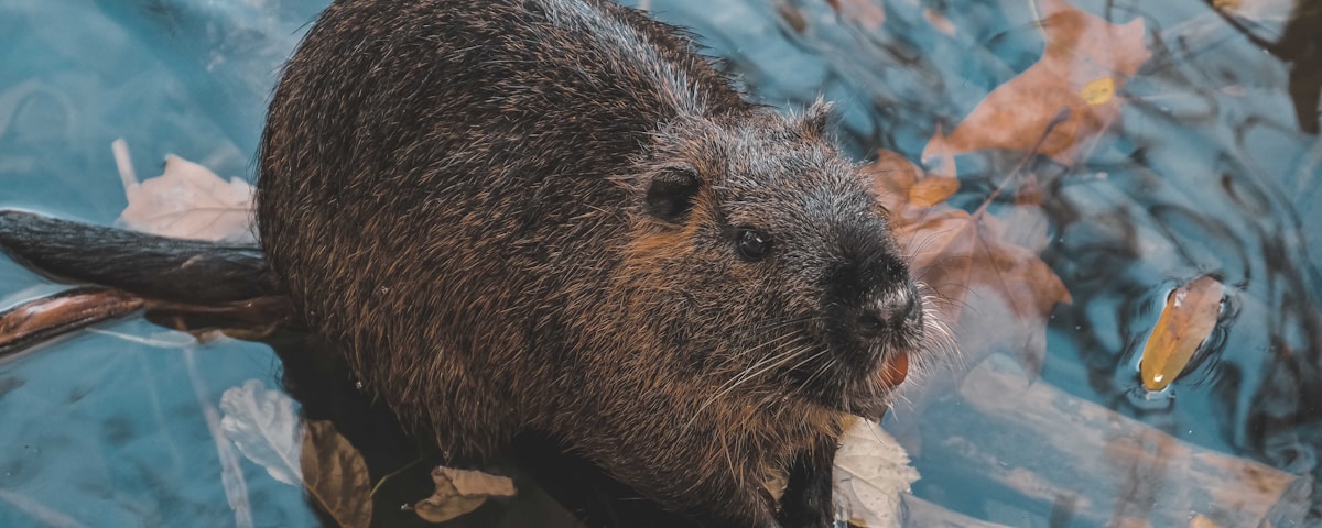 brown rodent on brown tree branch