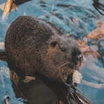 brown rodent on brown tree branch