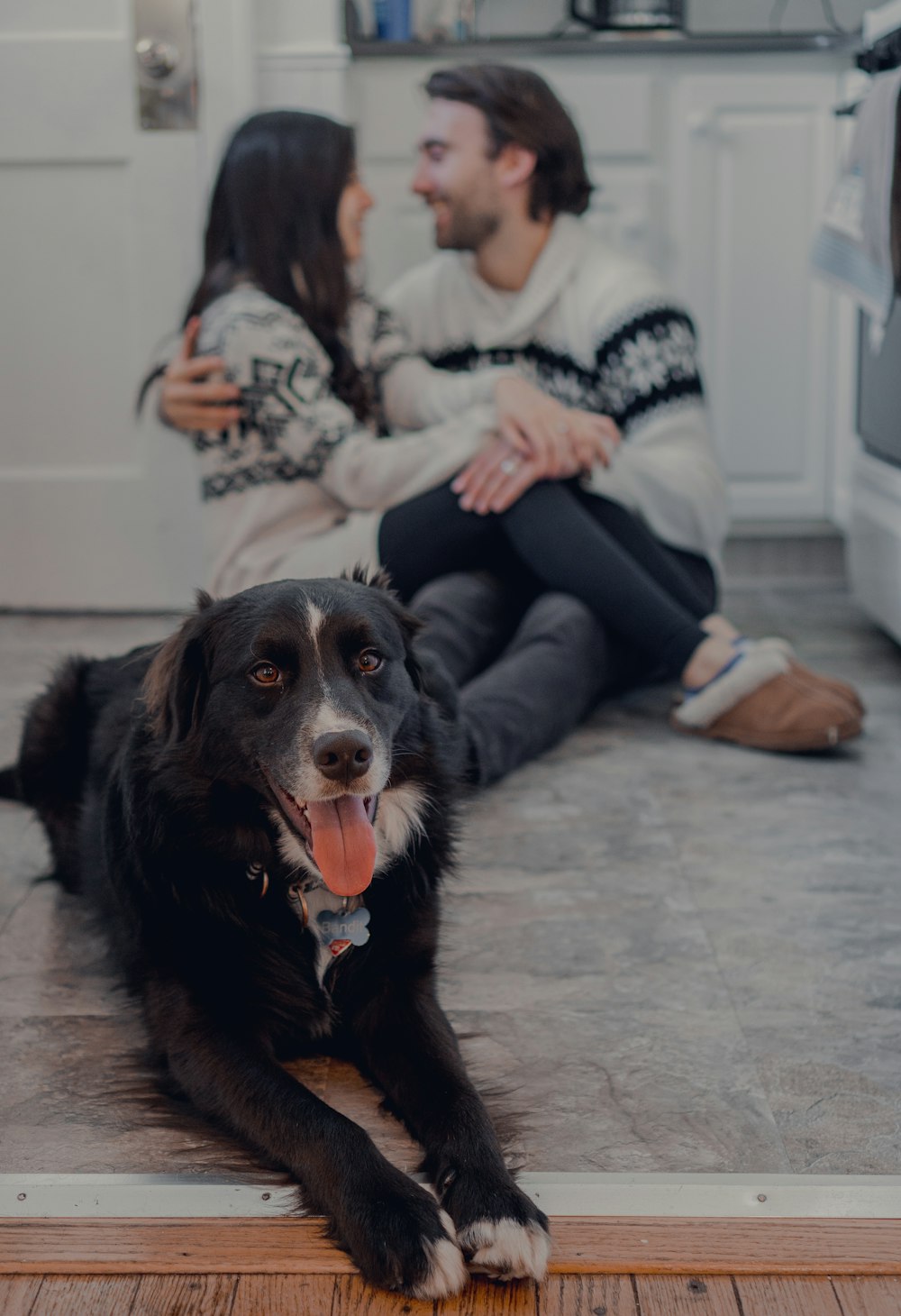 black and brown short coated dog sitting on floor