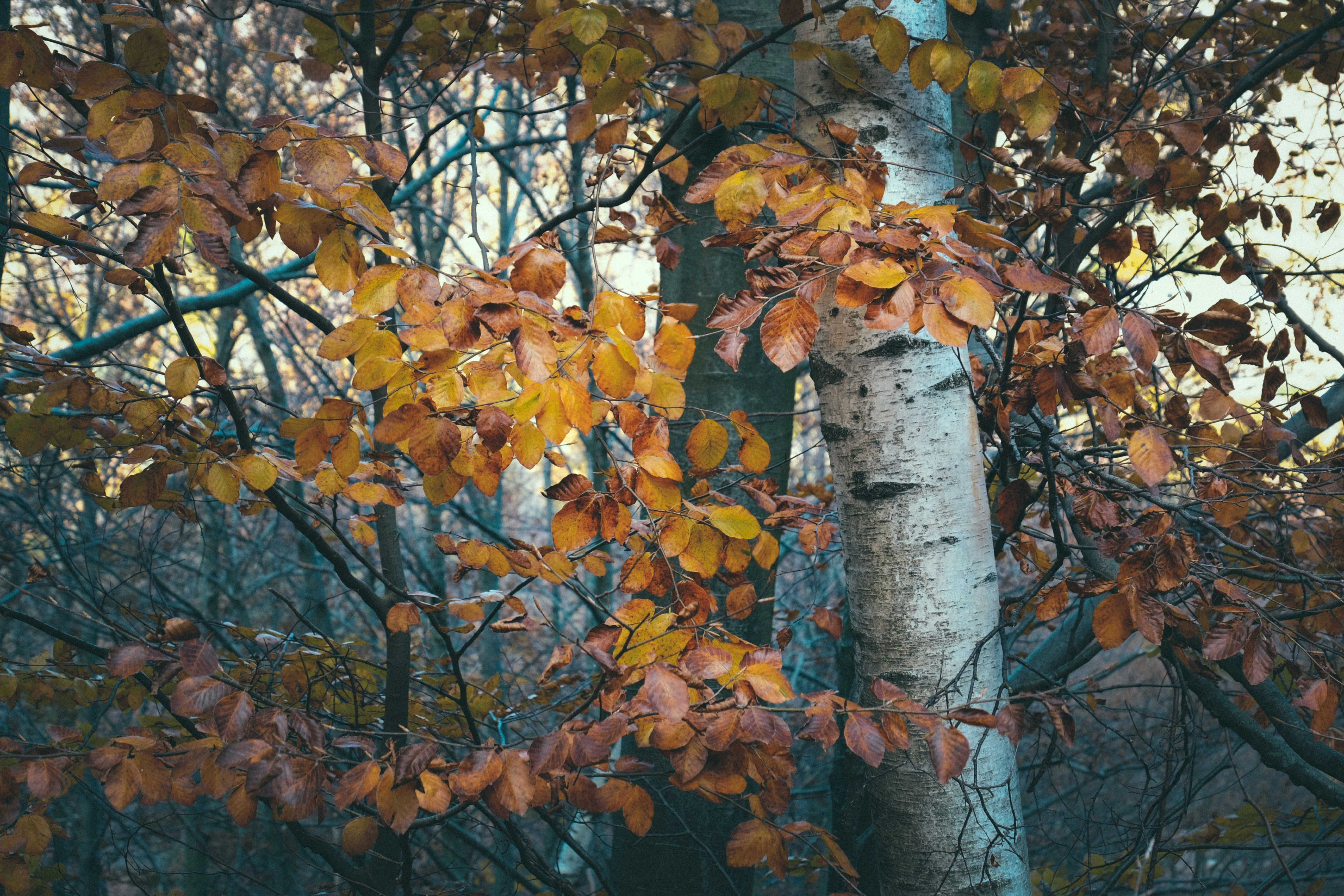 Photo by francesco_ungaro