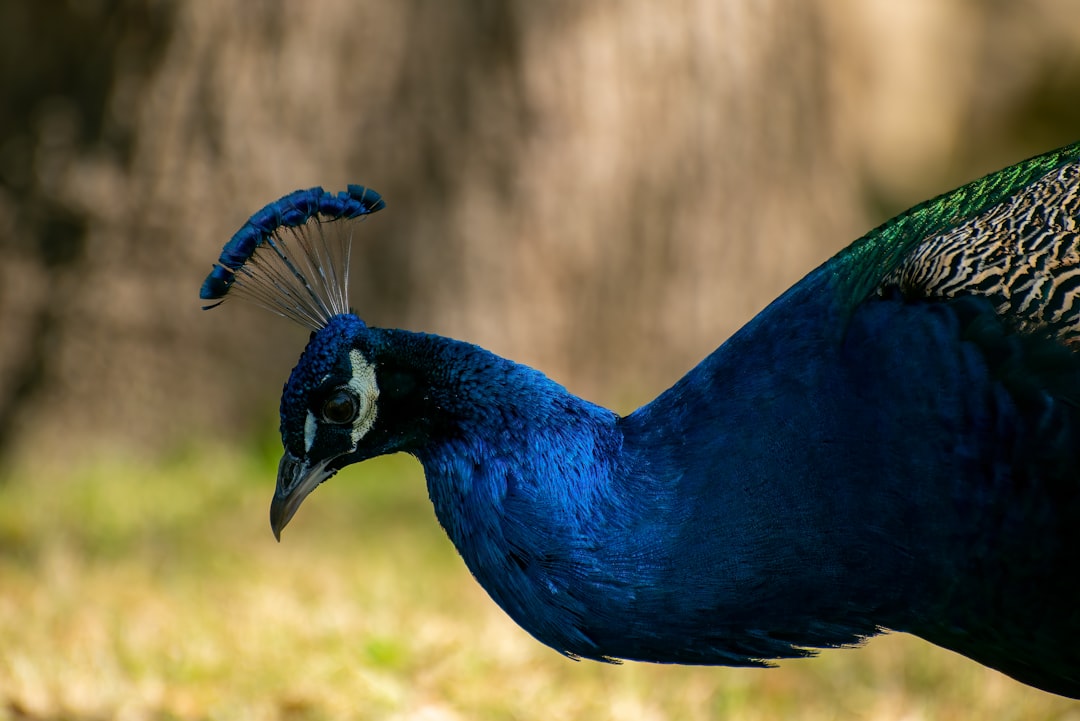 blue peacock in close up photography