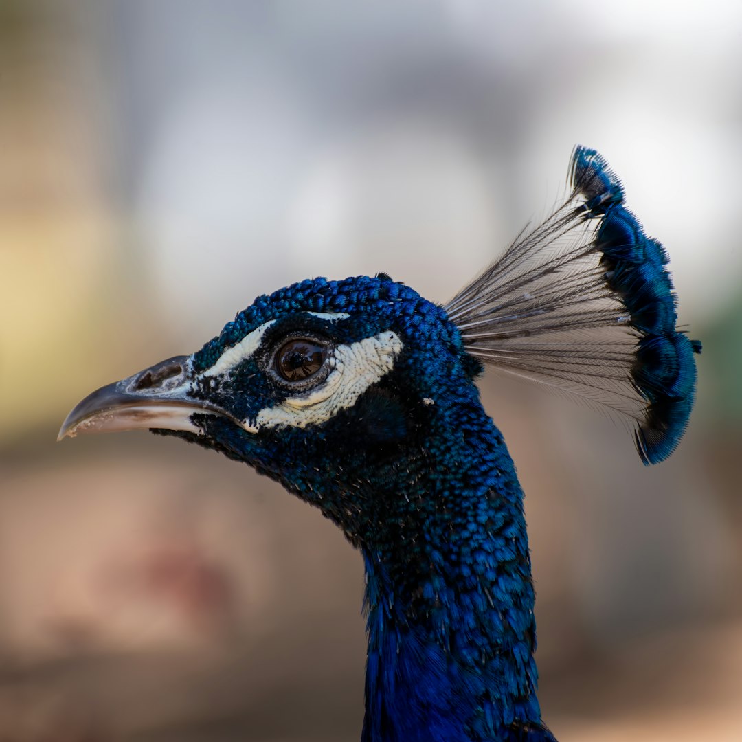 blue peacock in close up photography