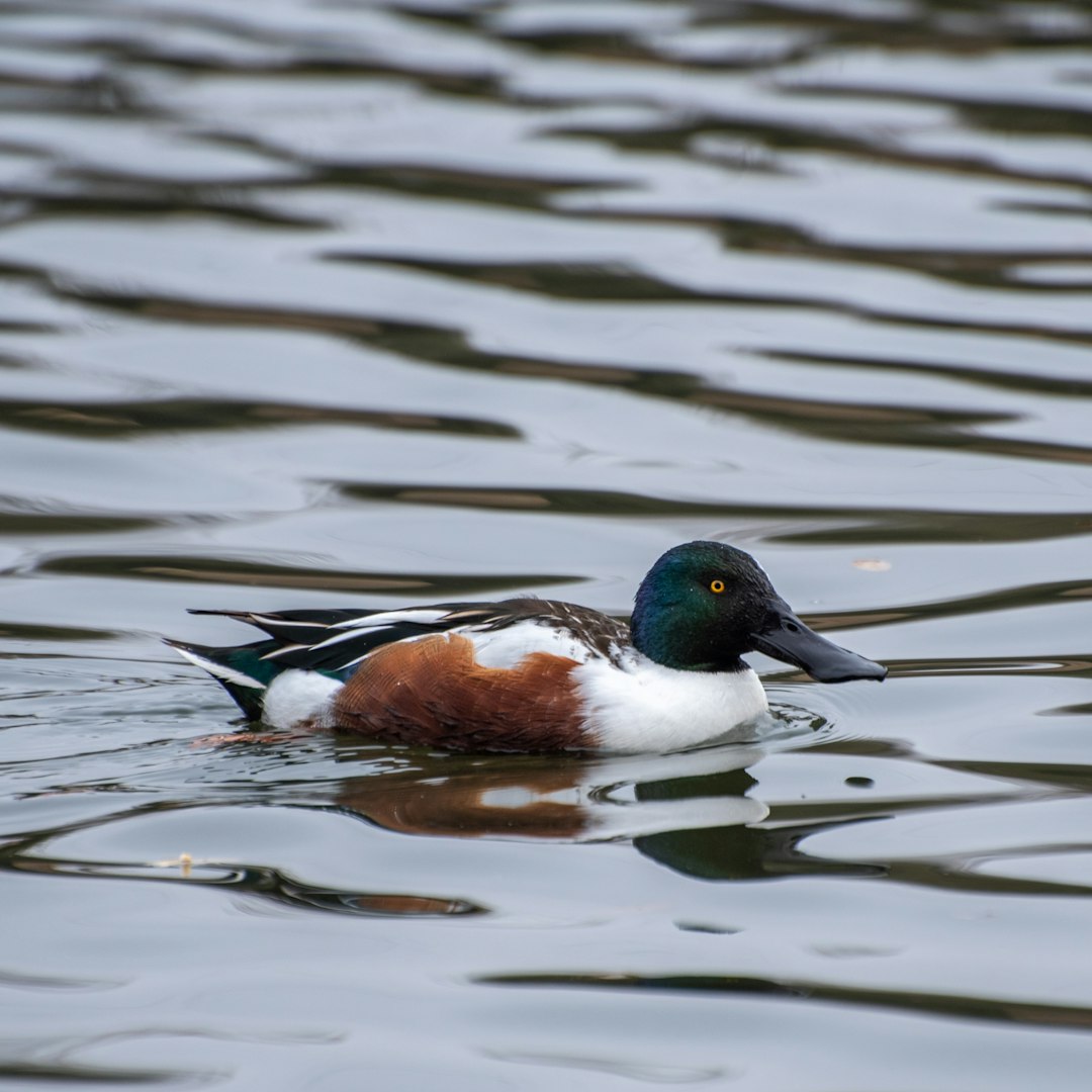 mallard duck on water during daytime