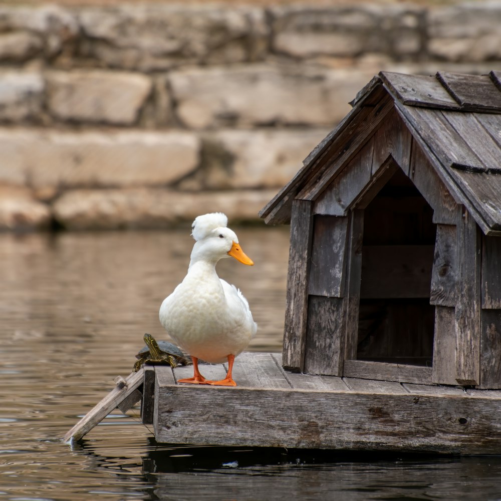 white duck on brown wooden dock during daytime