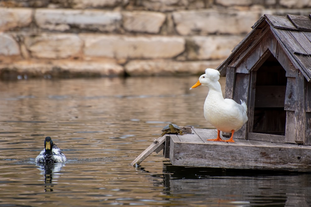 white duck on brown wooden dock during daytime