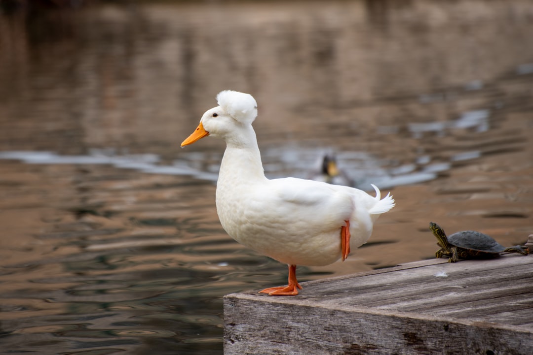 white duck on brown wooden dock during daytime