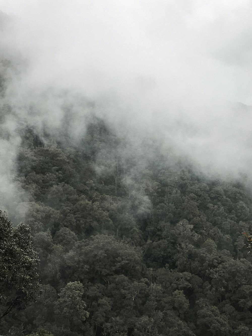 green trees covered with fog