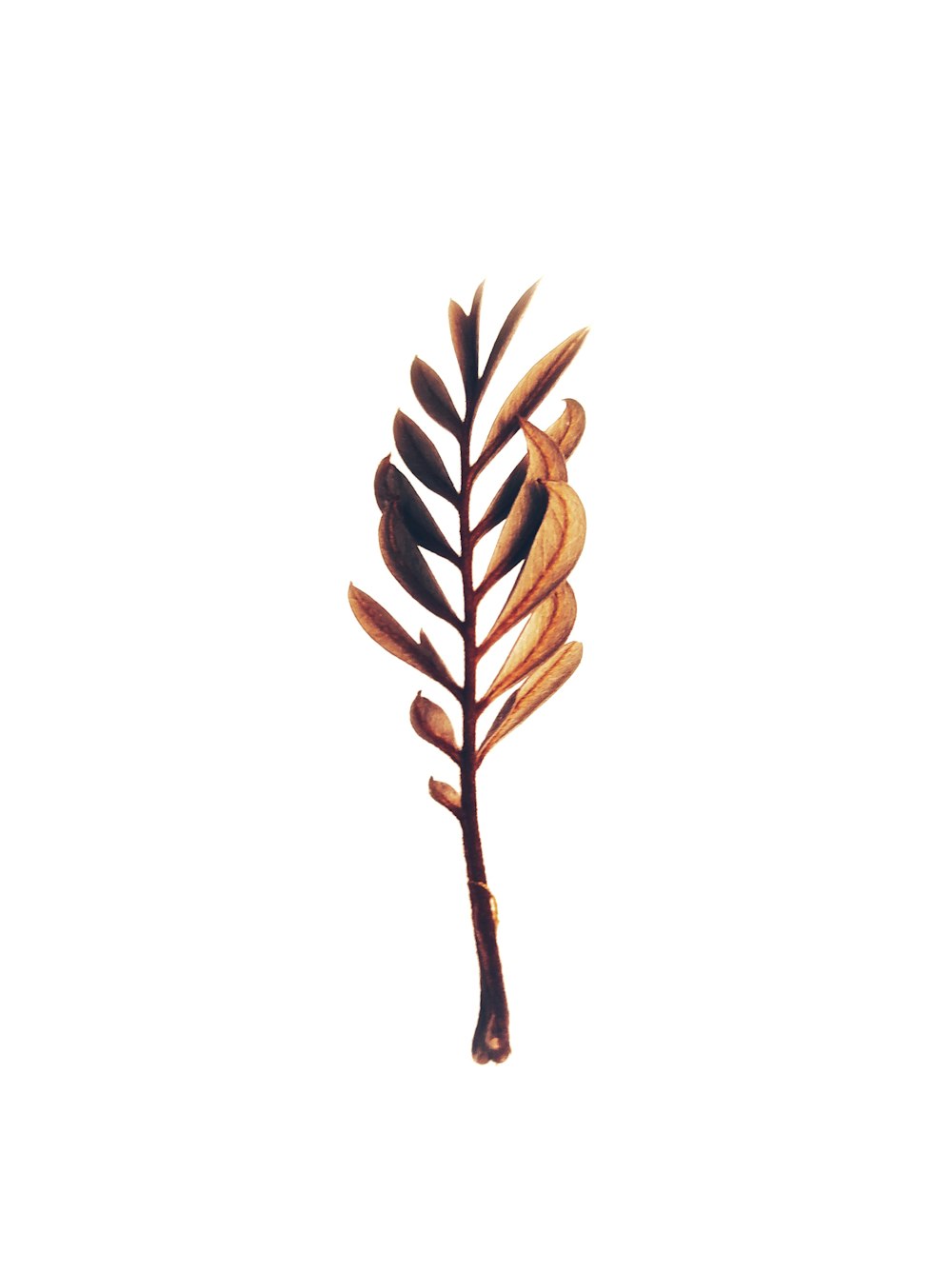 brown and black leaf illustration