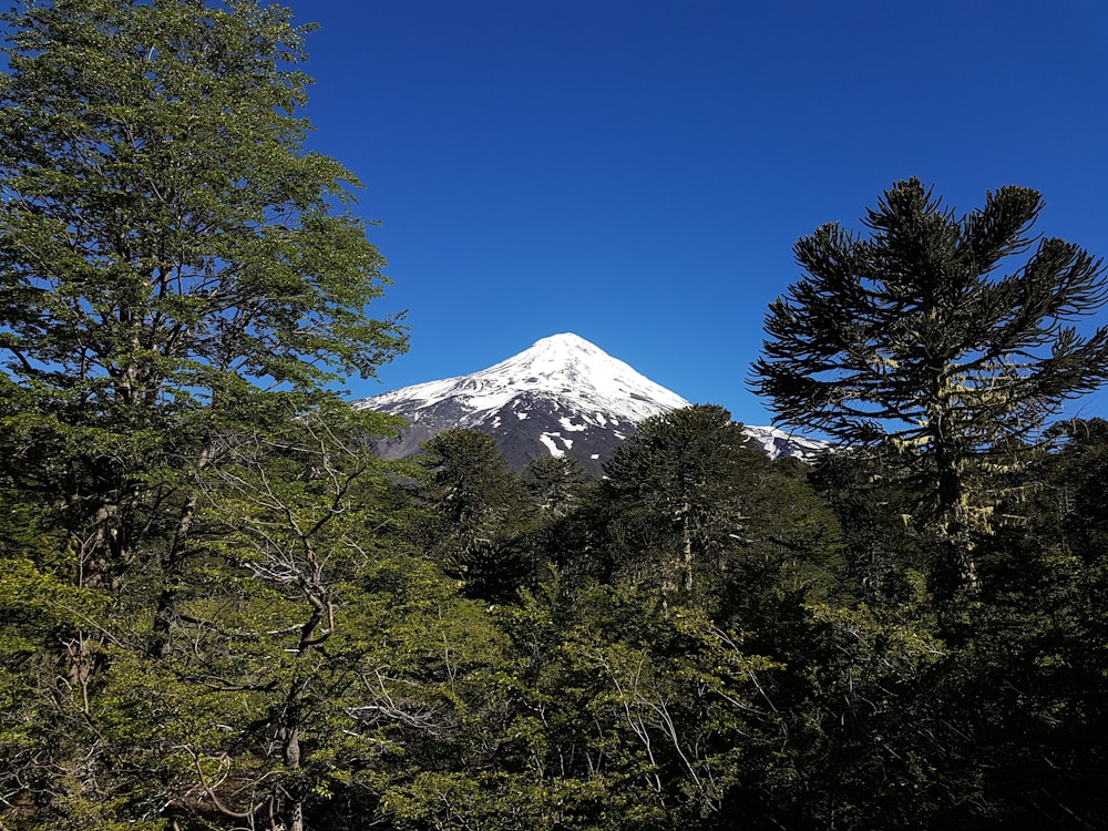 green trees near snow covered mountain during daytime