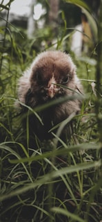 A fluffy Easter Egger chick with soft pastel feathers standing on fresh green grass at lil peepz homestead.