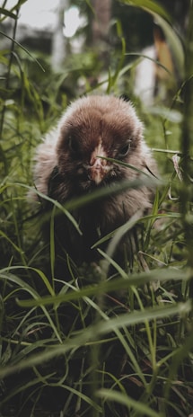 A fluffy Easter Egger chick with soft pastel feathers standing on fresh green grass at lil peepz homestead.