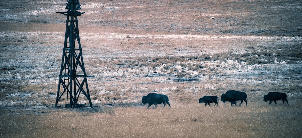 black animal on brown grass field during daytime