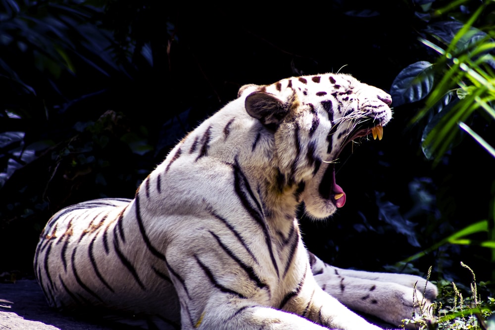 white and black tiger lying on ground