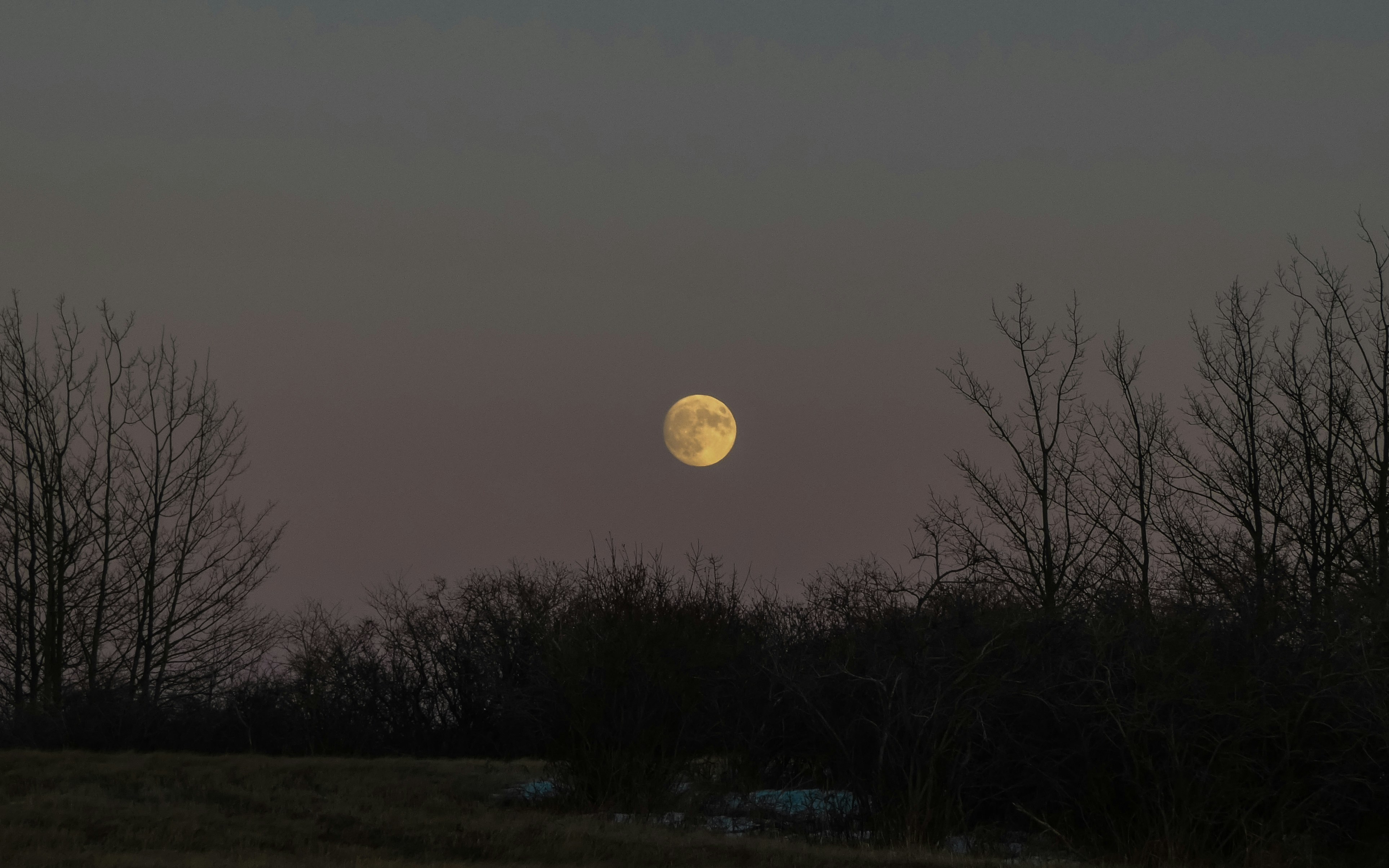 luna piena sugli alberi spogli