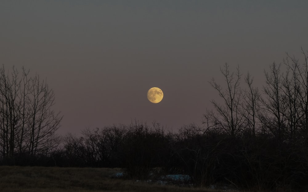 pleine lune sur les arbres dénudés